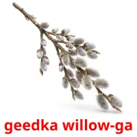 geedka willow-ga ansichtkaarten