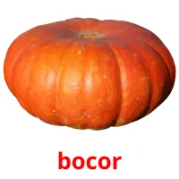 bocor bildekort