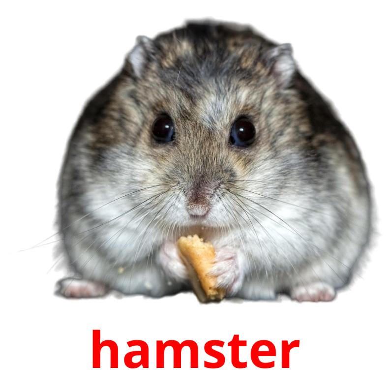 hamster Bildkarteikarten