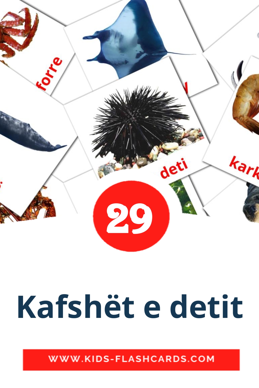 29 Kafshët e detit Bildkarten für den Kindergarten auf Albanisch