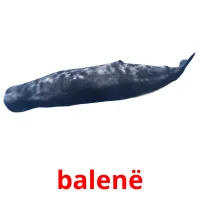 balenë ansichtkaarten