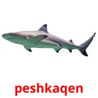 peshkaqen ansichtkaarten