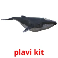 plavi kit ansichtkaarten