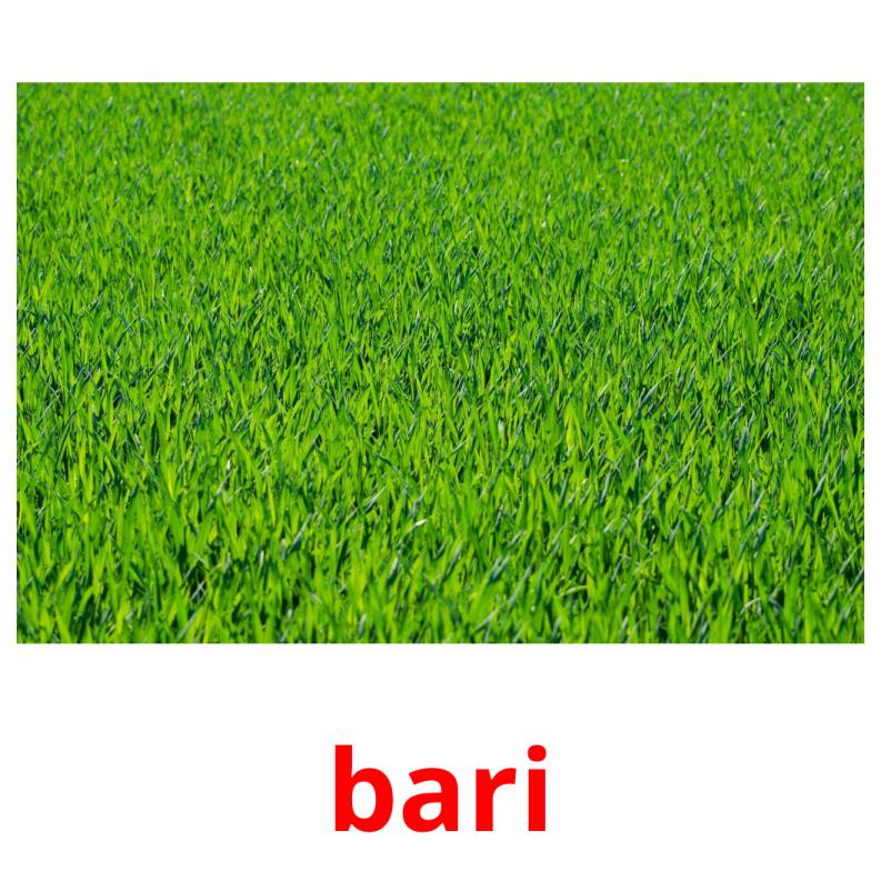 bari picture flashcards