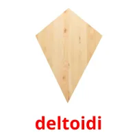 deltoidi Tarjetas didacticas