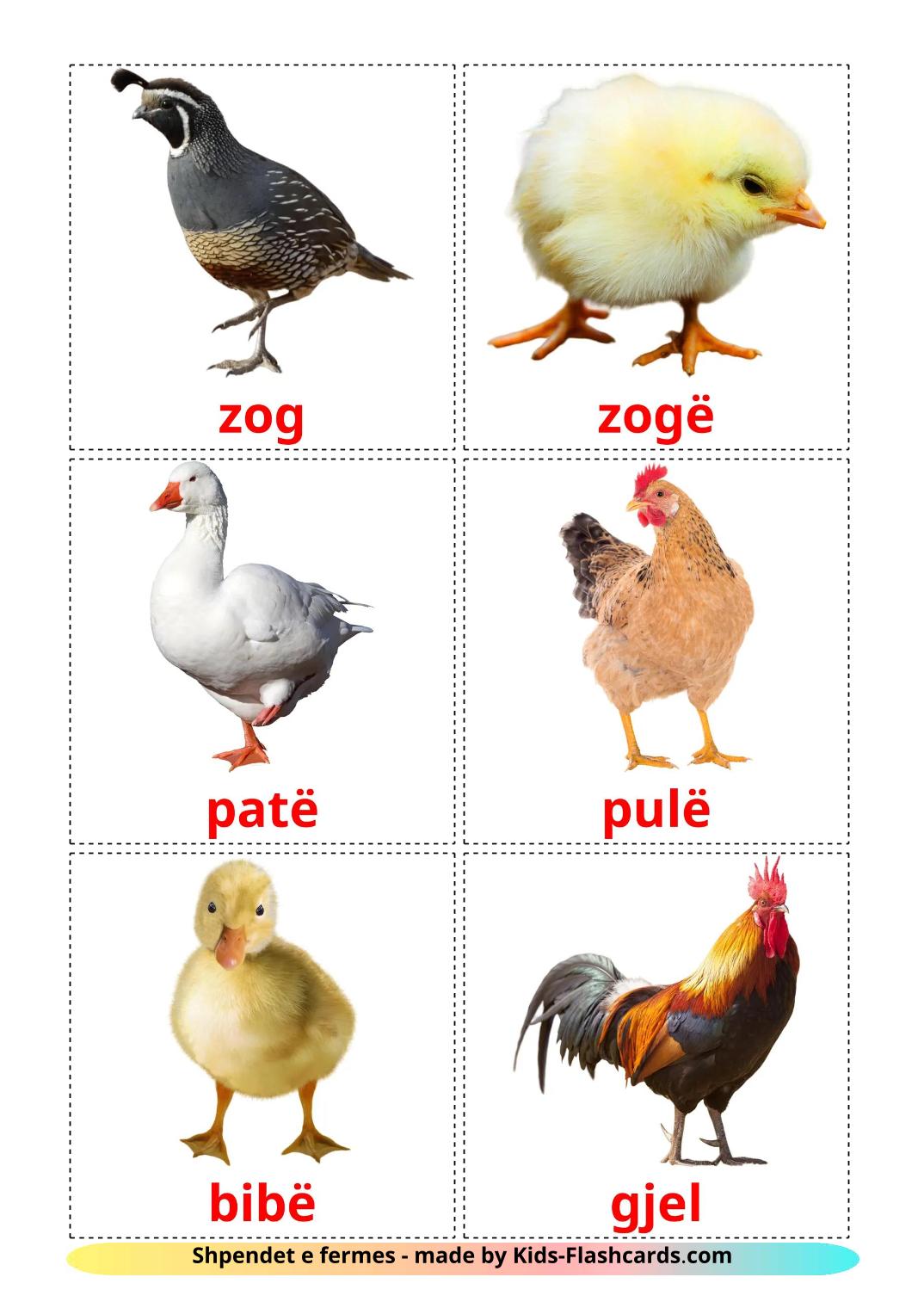 Farm birds - 12 Free Printable albanian Flashcards 