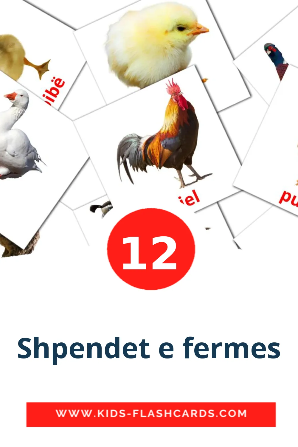 12 Shpendet e fermes Picture Cards for Kindergarden in albanian