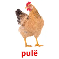 pulë picture flashcards