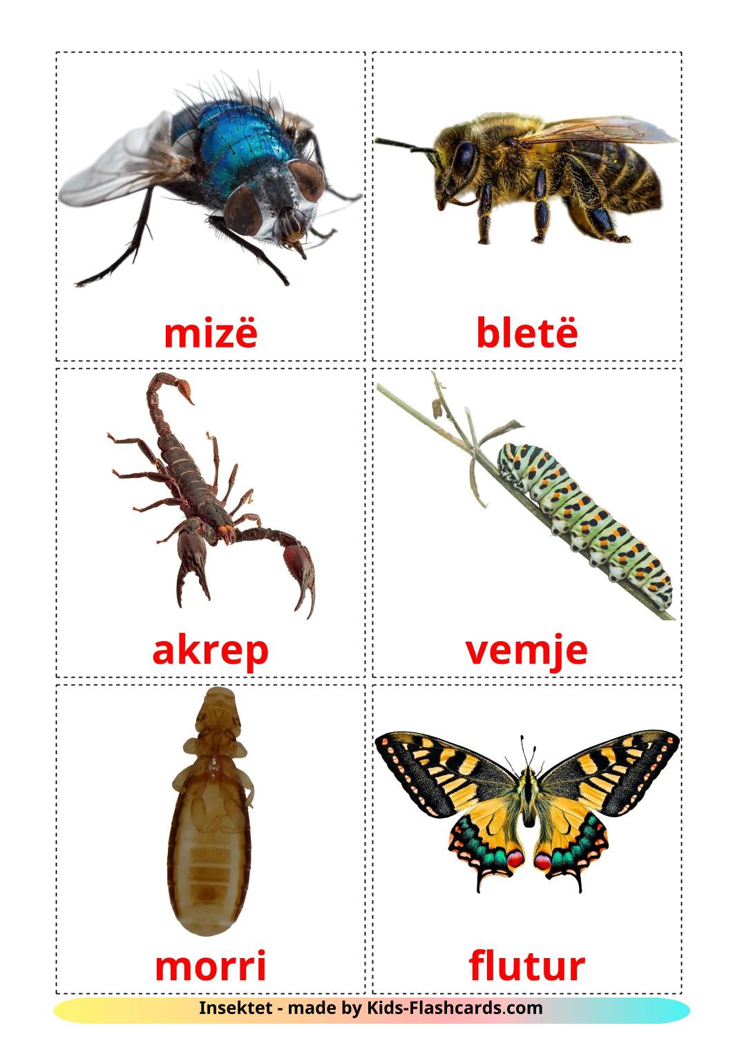 Insects - 24 Free Printable albanian Flashcards 