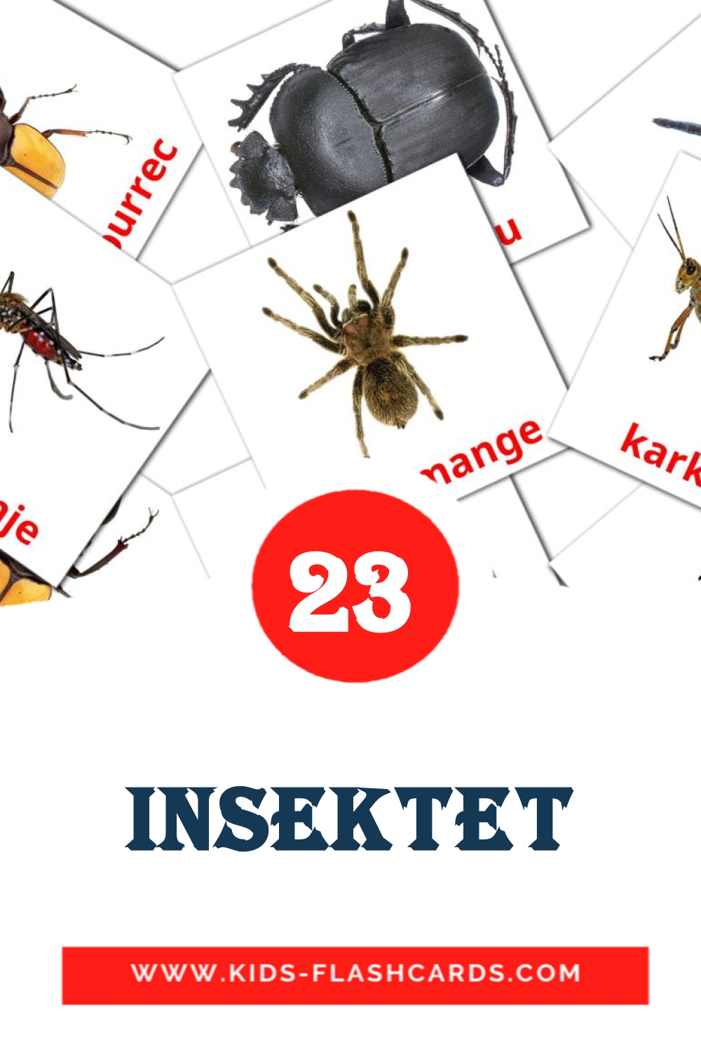 23 cartes illustrées de Insektet pour la maternelle en albanais