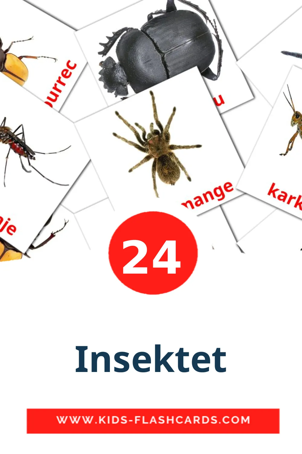 24 Insektet Picture Cards for Kindergarden in albanian