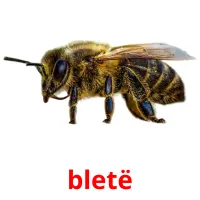 bletë picture flashcards