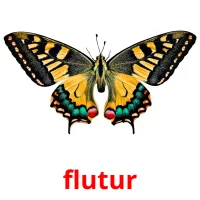 flutur picture flashcards