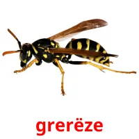 grerëze picture flashcards