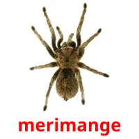 merimange picture flashcards