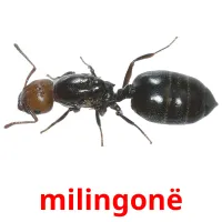 milingonë picture flashcards