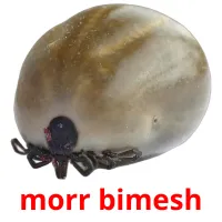 morr bimesh picture flashcards