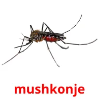 mushkonje picture flashcards