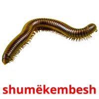 shumëkembesh picture flashcards