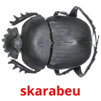 skarabeu picture flashcards