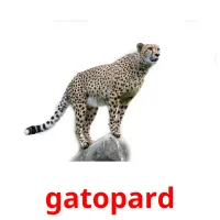 gatopard cartões com imagens