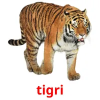 tigri cartões com imagens