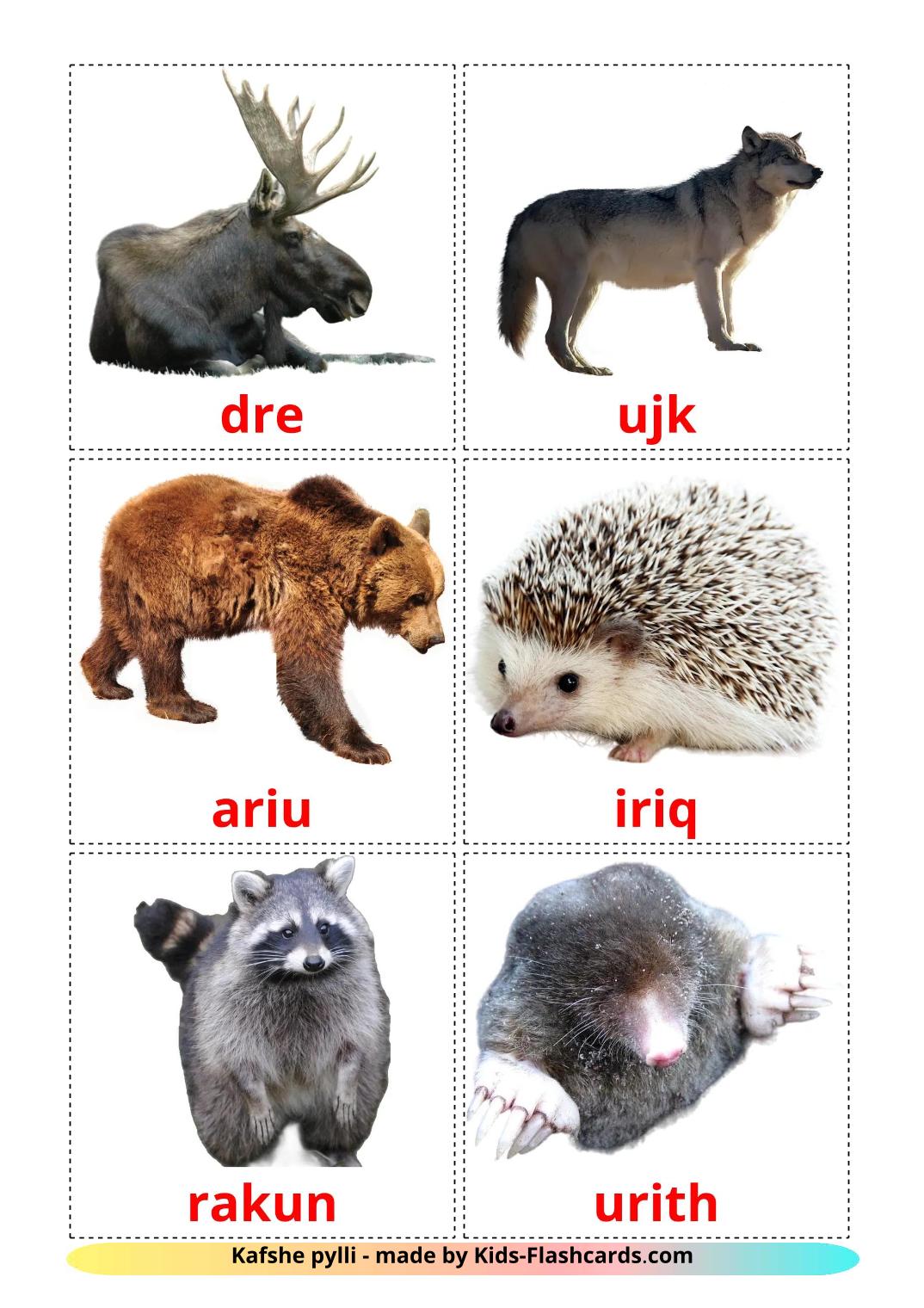 Forest animals - 23 Free Printable albanian Flashcards 