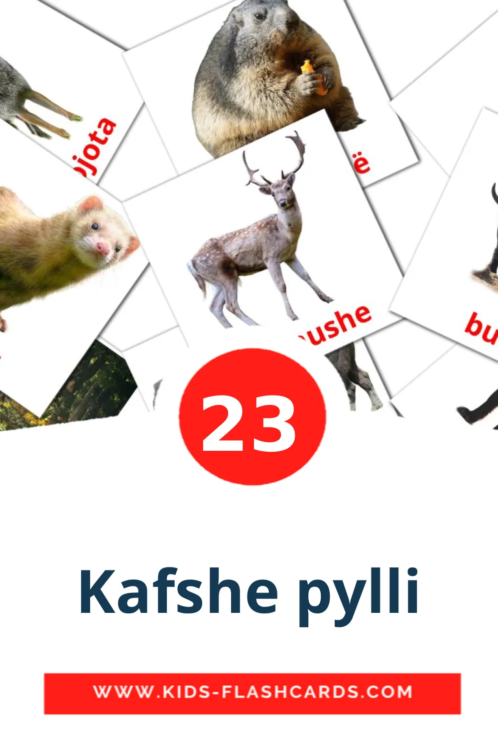 23 Kafshe pylli Picture Cards for Kindergarden in albanian