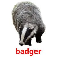 badger picture flashcards