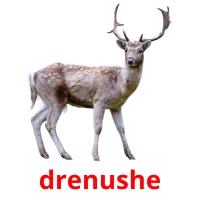 drenushe picture flashcards