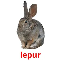 lepur picture flashcards