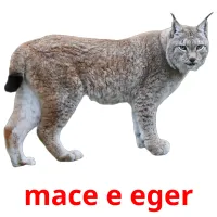 mace e eger picture flashcards