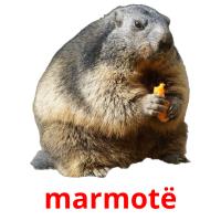 marmotë card for translate
