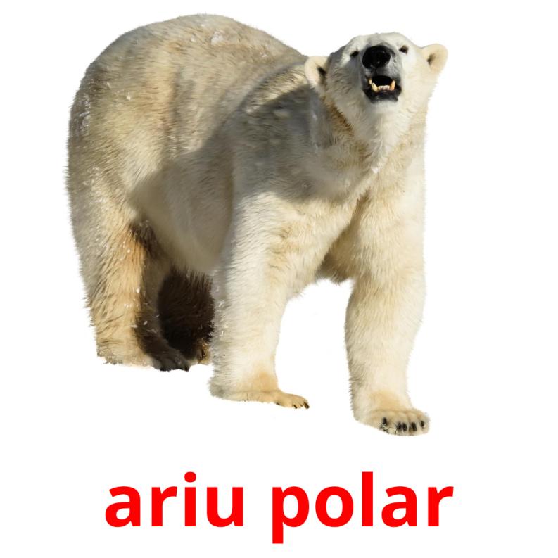 ariu polar picture flashcards