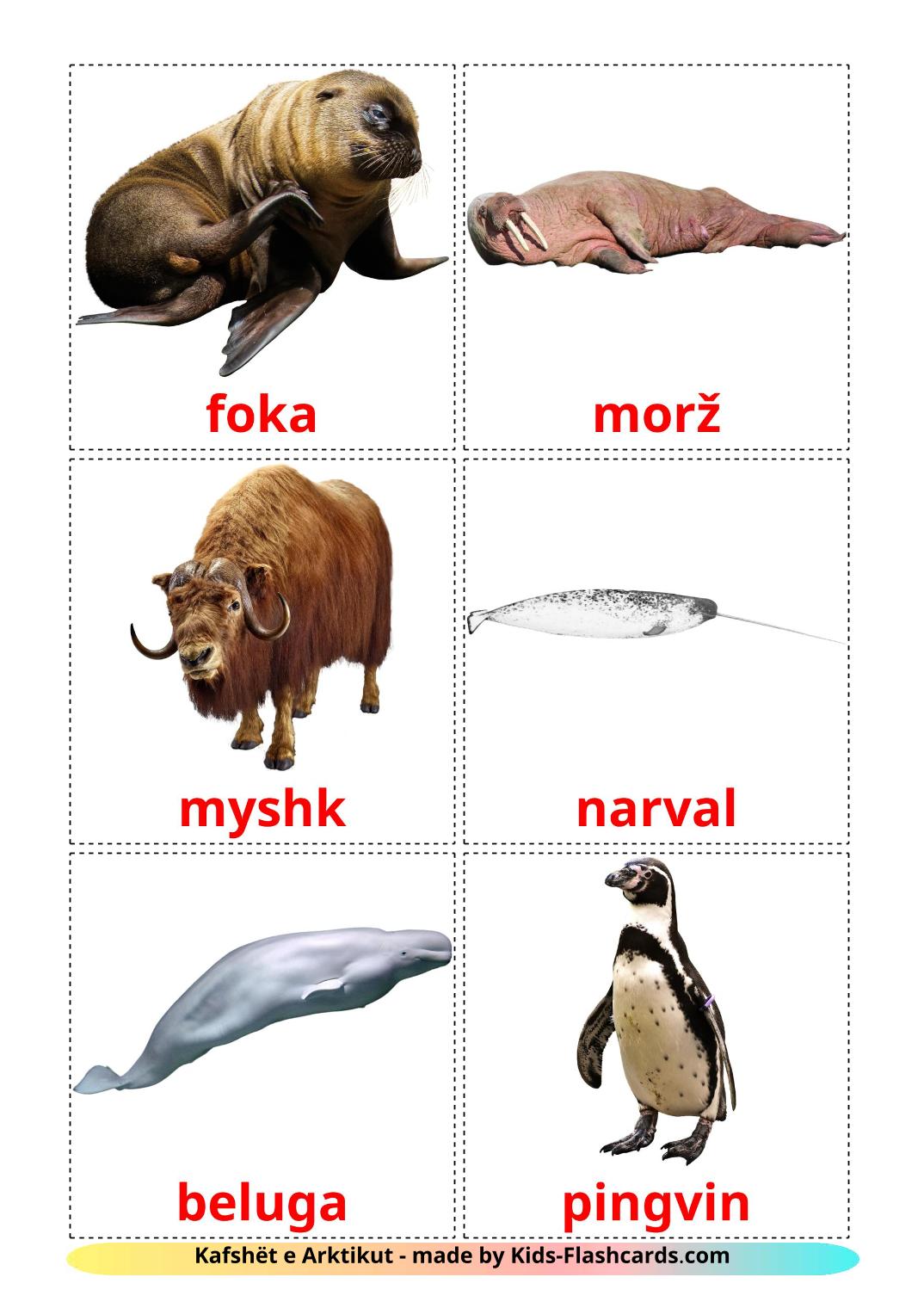 Tiere in der arktis - 14 kostenlose, druckbare Albanisch Flashcards 