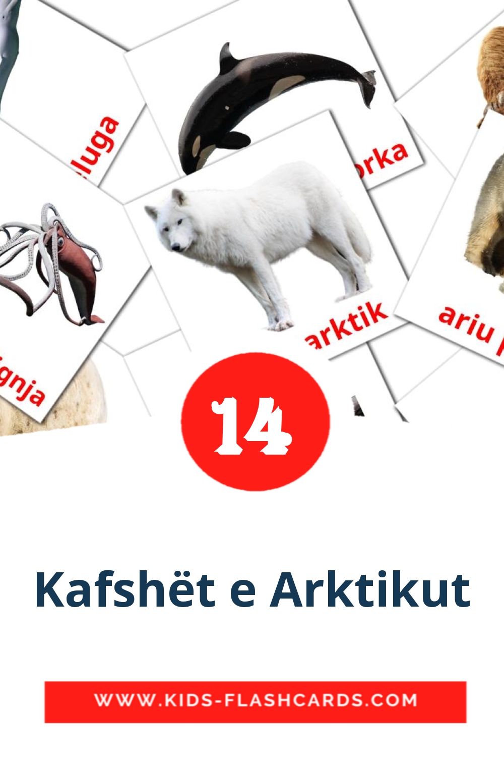 14 cartes illustrées de Kafshët e Arktikut pour la maternelle en albanais