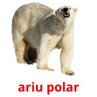 ariu polar card for translate