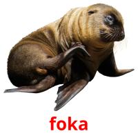 foka picture flashcards