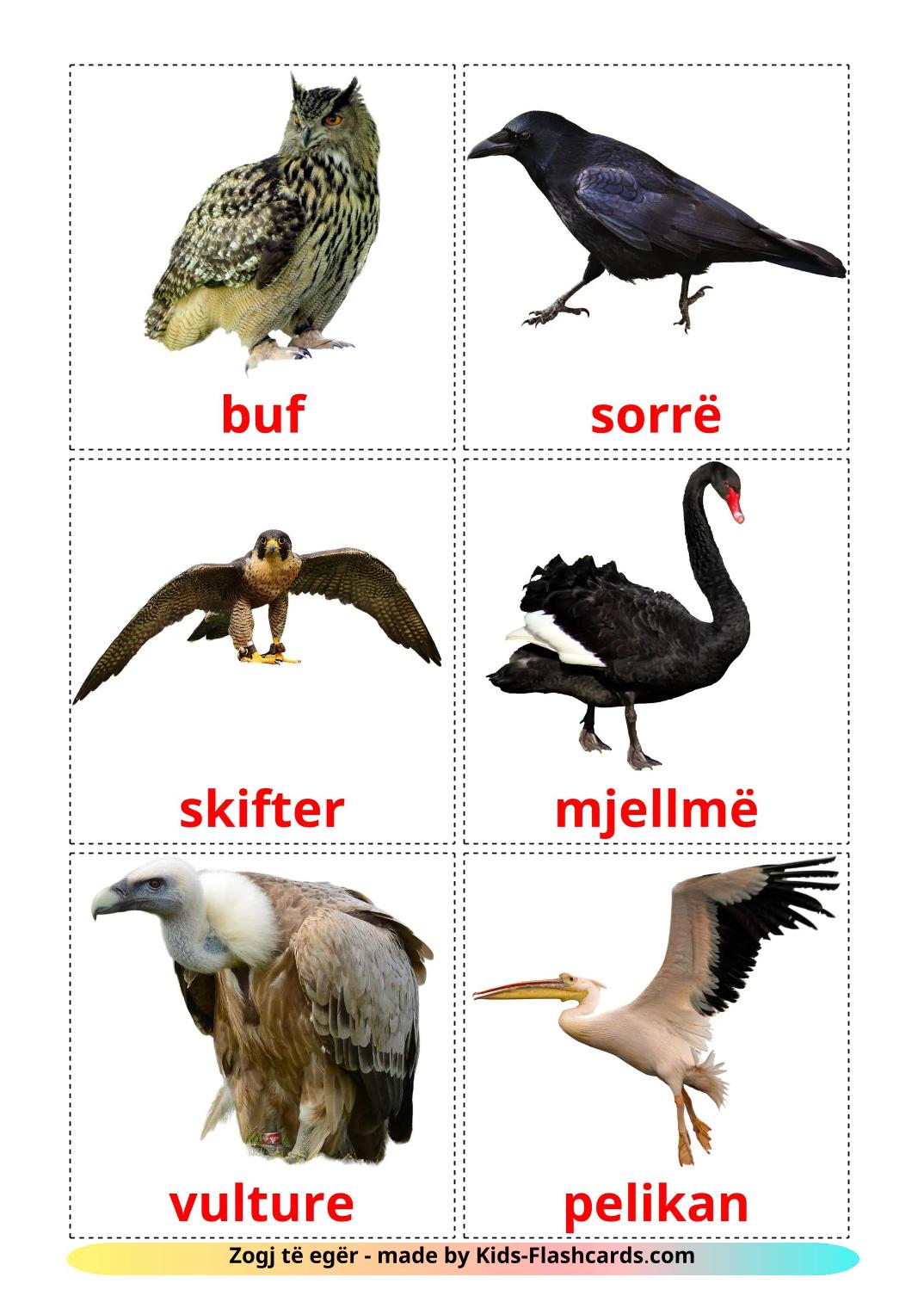 Wild birds - 19 Free Printable albanian Flashcards 