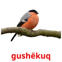 gushëkuq picture flashcards