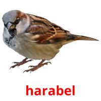 harabel picture flashcards