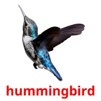 hummingbird picture flashcards