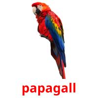 papagall card for translate