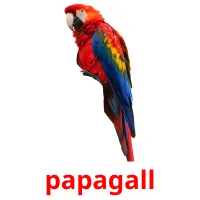 papagall picture flashcards