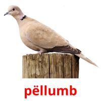pëllumb card for translate