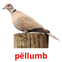 pëllumb picture flashcards