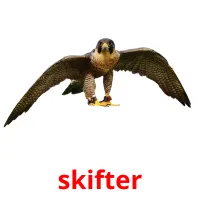 skifter picture flashcards