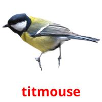 titmouse picture flashcards