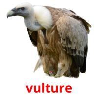 vulture picture flashcards