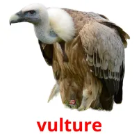 vulture picture flashcards